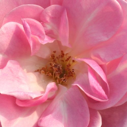 Online rózsa webáruház - virágágyi floribunda rózsa - rózsaszín - Rosa Mevrouw Nathalie Nypels - diszkrét illatú rózsa - Mathias Leenders - Az illatos, lazán félig telt, halványrózsaszín virágok szirmai között jól láthatóak az aranyszínű porzók.